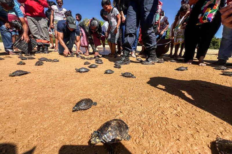 Soltura de 3 mil quelônios no rio Araguaia marcam programação pelo “Junho Verde” no sudeste paraense <div class='credito_fotos'>Foto: João Vitor Santos / Ascom Ideflor-Bio | <a href='/midias/2024/originais/20124_889a7eb9-5217-5b57-7ac6-de0d5e6b9681.jpg' download><i class='fa-solid fa-download'></i> Download</a></div>