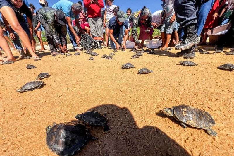 Soltura de 3 mil quelônios no rio Araguaia marcam programação pelo “Junho Verde” no sudeste paraense <div class='credito_fotos'>Foto: João Vitor Santos / Ascom Ideflor-Bio | <a href='/midias/2024/originais/20124_8ff7af47-35f6-8673-9cf5-8cd240e391c0.jpg' download><i class='fa-solid fa-download'></i> Download</a></div>