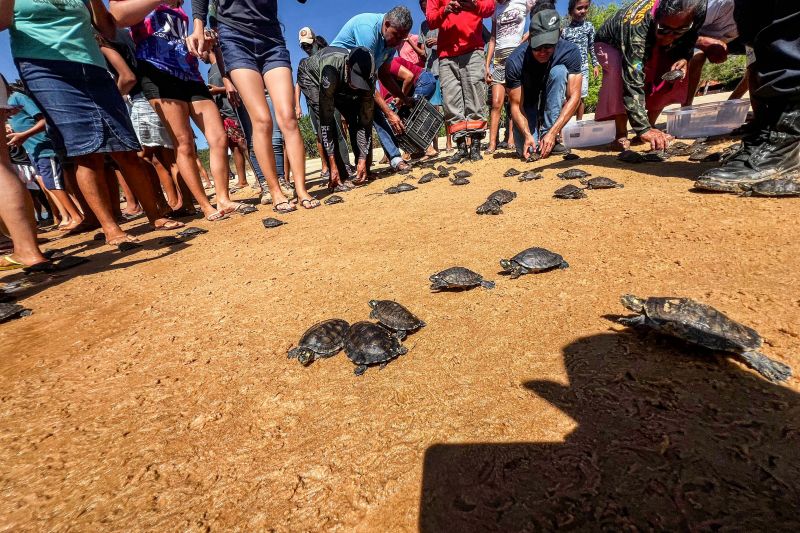 Soltura de 3 mil quelônios no rio Araguaia marcam programação pelo “Junho Verde” no sudeste paraense <div class='credito_fotos'>Foto: João Vitor Santos / Ascom Ideflor-Bio | <a href='/midias/2024/originais/20124_efdf02e2-c48c-9d98-6745-345e03179d64.jpg' download><i class='fa-solid fa-download'></i> Download</a></div>