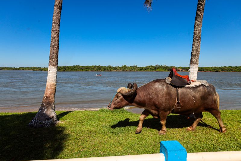 <div class='credito_fotos'>Foto: Bruno Cecim / Ag.Pará   |   <a href='/midias/2024/originais/20450_8c0bb2fc-f067-0681-92bd-a03c586aae2f.jpg' download><i class='fa-solid fa-download'></i> Download</a></div>