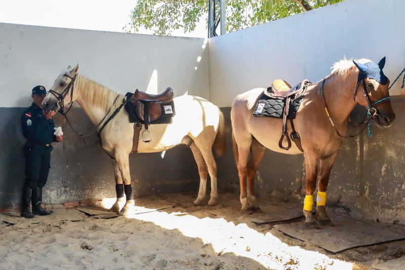 <div class='credito_fotos'>Foto: Bruno Cruz / Agência Pará | <a href='/midias/2024/originais/20608_f9f8766c-65f2-827d-7fe1-27f734d7262a.jpg' download><i class='fa-solid fa-download'></i> Download</a></div>