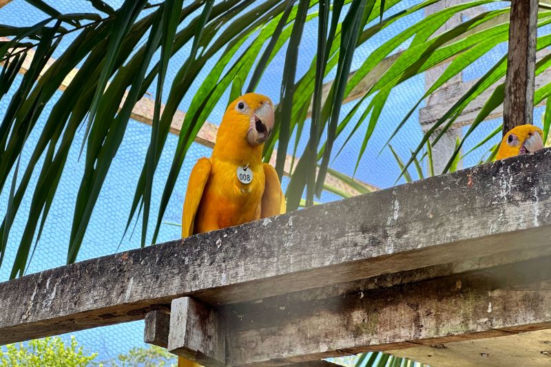 <div class='credito_fotos'>Foto: Vinícius Leal / Ascom Ideflor-Bio | <a href='/midias/2024/originais/20615_17d90344-a971-7e4c-02b6-22ff22bfd0af.jpg' download><i class='fa-solid fa-download'></i> Download</a></div>