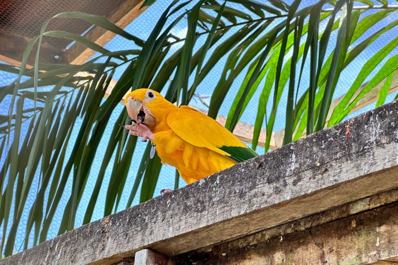 <div class='credito_fotos'>Foto: Vinícius Leal / Ascom Ideflor-Bio | <a href='/midias/2024/originais/20615_63bf2440-1236-1fa3-bb77-bf4f5595b3af.jpg' download><i class='fa-solid fa-download'></i> Download</a></div>