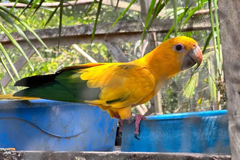 <div class='credito_fotos'>Foto: Vinícius Leal / Ascom Ideflor-Bio | <a href='/midias/2024/originais/20615_8b4a85b0-41d8-220b-00b0-aef13ff2931e.jpg' download><i class='fa-solid fa-download'></i> Download</a></div>