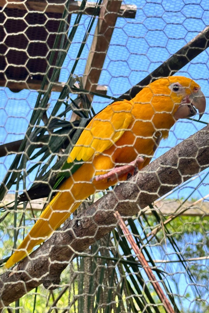 <div class='credito_fotos'>Foto: Vinícius Leal / Ascom Ideflor-Bio | <a href='/midias/2024/originais/20615_8e64bd8d-b244-b0d5-e9da-a9bdc424a910.jpg' download><i class='fa-solid fa-download'></i> Download</a></div>