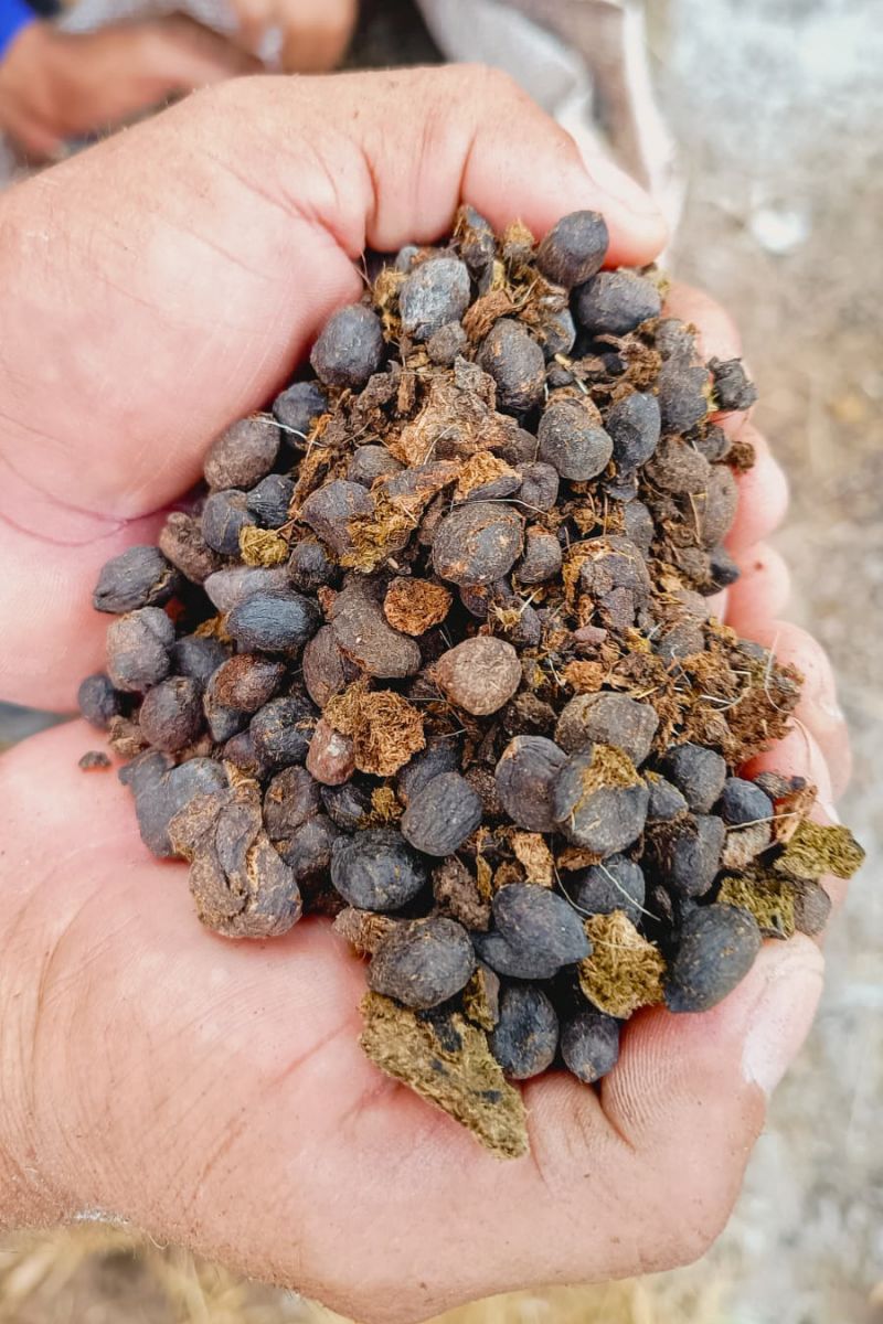 Matéria - Formação de agentes agroflorestais avança na Terra Indígena Alto Rio Guamá com foco em sustentabilidade
Fotos: DGBio/IDEFLOR-Bio/Divulgação
<div class='credito_fotos'>Foto: ASCOM / IDEFLOR-BIO | <a href='/midias/2024/originais/20801_33e3f8c4-c2c6-641a-c96a-f3eca2a8af54.jpg' download><i class='fa-solid fa-download'></i> Download</a></div>
