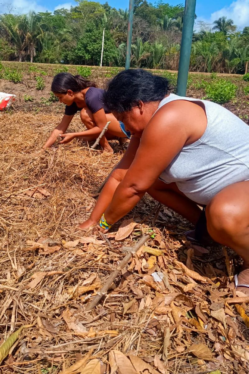 Matéria - Formação de agentes agroflorestais avança na Terra Indígena Alto Rio Guamá com foco em sustentabilidade
Fotos: DGBio/IDEFLOR-Bio/Divulgação
<div class='credito_fotos'>Foto: ASCOM / IDEFLOR-BIO | <a href='/midias/2024/originais/20801_daddafe0-651c-95e7-3c5a-856acccd36e8.jpg' download><i class='fa-solid fa-download'></i> Download</a></div>