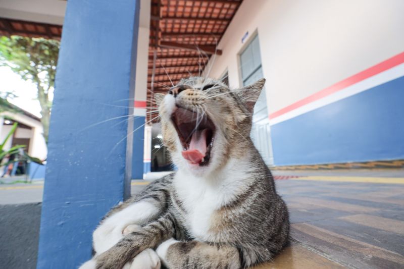 <div class='credito_fotos'>Foto: Pedro Guerreiro / Ag. Pará | <a href='/midias/2024/originais/20813_7f83262e-7134-3668-cf76-1d6a07e836ff.jpg' download><i class='fa-solid fa-download'></i> Download</a></div>