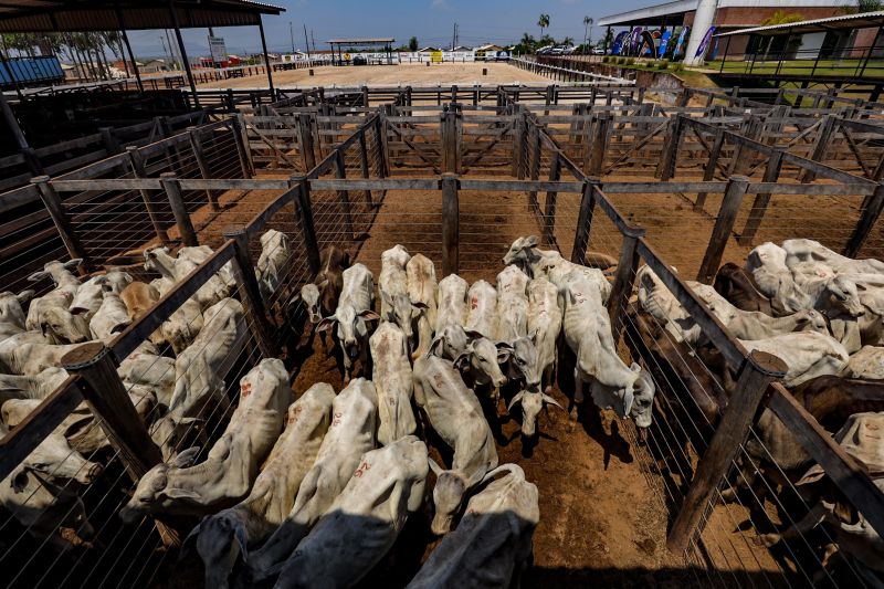 <div class='credito_fotos'>Foto: Bruno Cruz / Agência Pará | <a href='/midias/2024/originais/20849_746d4642-418a-b331-a809-f98c36a78bc3.jpg' download><i class='fa-solid fa-download'></i> Download</a></div>
