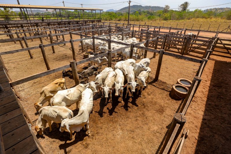 <div class='credito_fotos'>Foto: Bruno Cruz / Agência Pará | <a href='/midias/2024/originais/20849_8566118d-1660-94a0-a9e5-310cbe2e936e.jpg' download><i class='fa-solid fa-download'></i> Download</a></div>