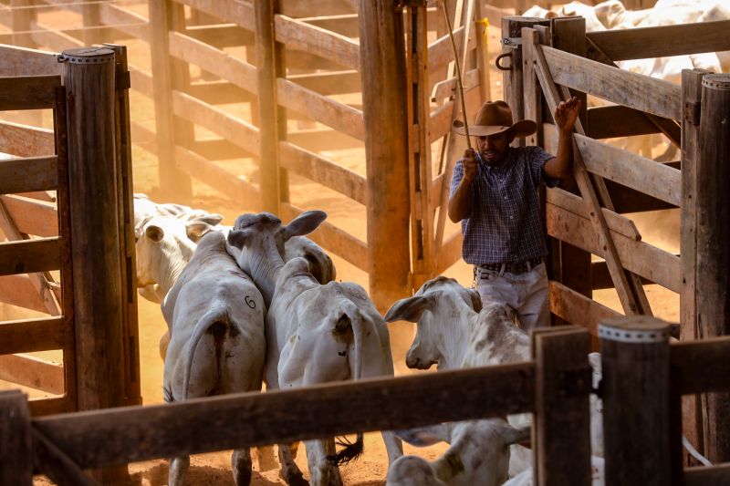 <div class='credito_fotos'>Foto: Bruno Cruz / Agência Pará | <a href='/midias/2024/originais/20849_91e02ae4-a61c-64a1-9615-2063d31b2779.jpg' download><i class='fa-solid fa-download'></i> Download</a></div>