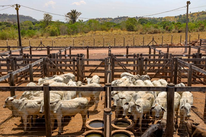 <div class='credito_fotos'>Foto: Bruno Cruz / Agência Pará | <a href='/midias/2024/originais/20849_b642dfe6-83ce-c94d-a4ee-4f6dbb473f67.jpg' download><i class='fa-solid fa-download'></i> Download</a></div>