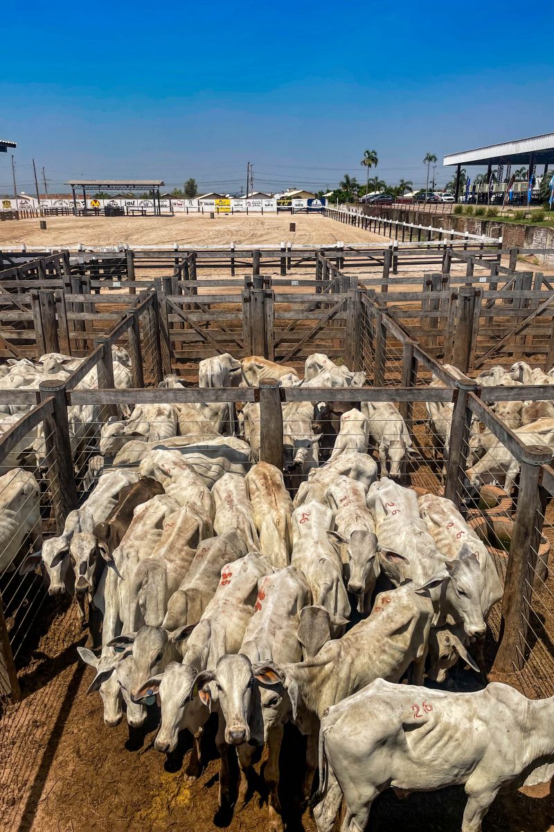<div class='credito_fotos'>Foto: Bruno Cruz / Agência Pará | <a href='/midias/2024/originais/20849_eb6ea5cb-5a03-49e1-2066-50e2c3d3b5bc.jpg' download><i class='fa-solid fa-download'></i> Download</a></div>