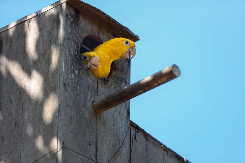<div class='credito_fotos'>Foto: Bruno Cecim / Ag.Pará | <a href='/midias/2024/originais/20898_181a1f7e-ded3-a904-40da-1f0521953c68.jpg' download><i class='fa-solid fa-download'></i> Download</a></div>