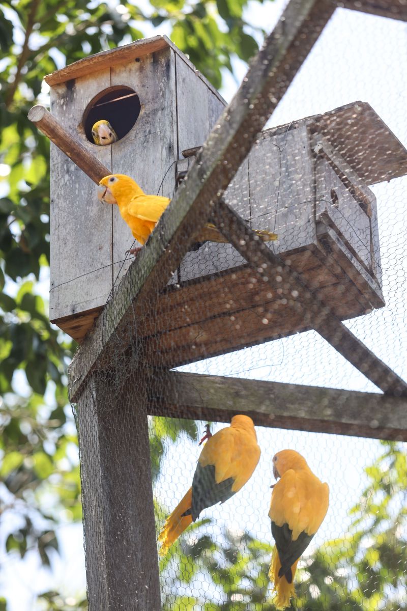 <div class='credito_fotos'>Foto: Bruno Cecim / Ag.Pará | <a href='/midias/2024/originais/20898_3e083232-7c5b-26f2-fc4b-5e38a1a24acc.jpg' download><i class='fa-solid fa-download'></i> Download</a></div>