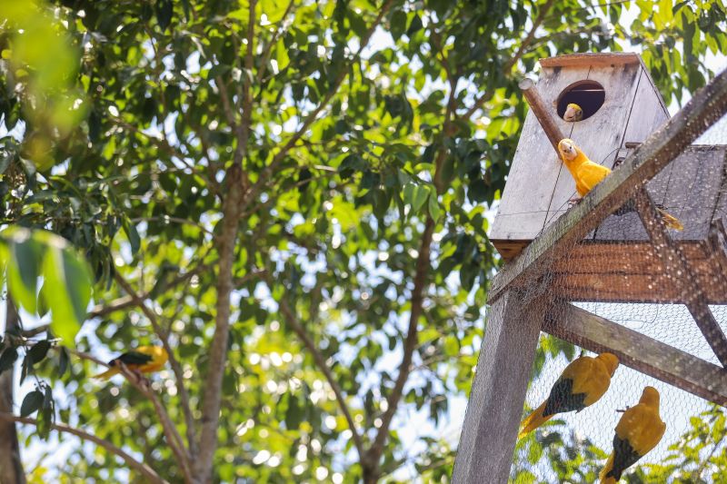 <div class='credito_fotos'>Foto: Bruno Cecim / Ag.Pará | <a href='/midias/2024/originais/20898_3fe2dbbc-e660-8f0d-cb15-4f4f3af12d03.jpg' download><i class='fa-solid fa-download'></i> Download</a></div>