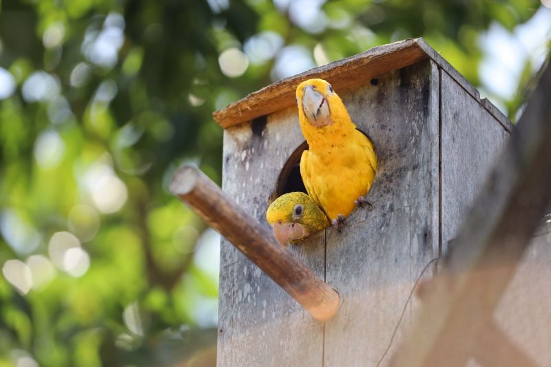 <div class='credito_fotos'>Foto: Bruno Cecim / Ag.Pará | <a href='/midias/2024/originais/20898_5fde864a-8d59-4f6d-ec82-caeb17555598.jpg' download><i class='fa-solid fa-download'></i> Download</a></div>