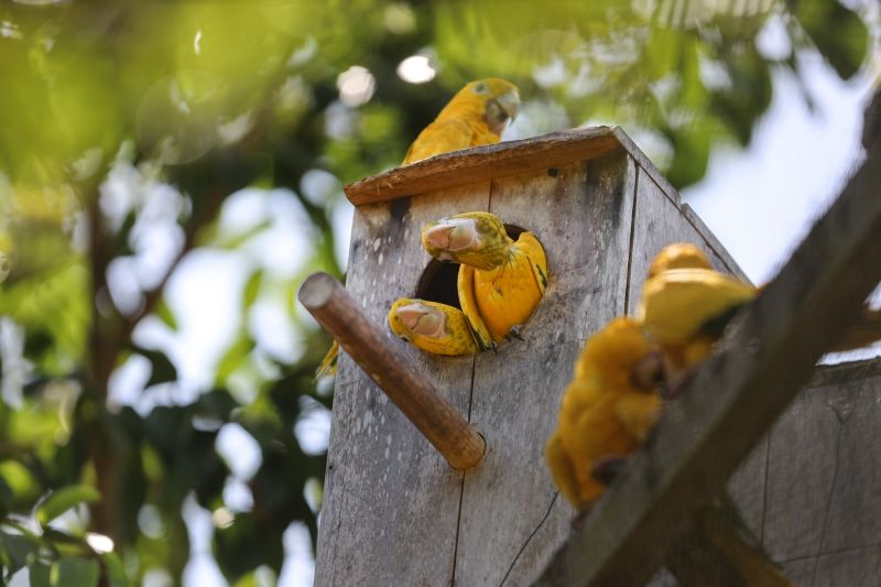 <div class='credito_fotos'>Foto: Bruno Cecim / Ag.Pará | <a href='/midias/2024/originais/20898_b9bb880d-fed3-4c3e-6a7d-946ff5597333.jpg' download><i class='fa-solid fa-download'></i> Download</a></div>