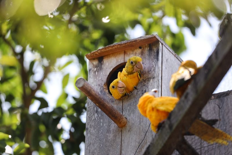 <div class='credito_fotos'>Foto: Bruno Cecim / Ag.Pará | <a href='/midias/2024/originais/20898_c088400d-ef1b-de17-8e27-8e315dc23967.jpg' download><i class='fa-solid fa-download'></i> Download</a></div>