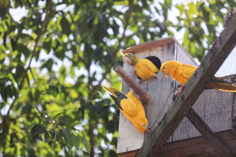 <div class='credito_fotos'>Foto: Bruno Cecim / Ag.Pará | <a href='/midias/2024/originais/20898_d2b17db1-afea-3cbc-041a-e8a866b4365c.jpg' download><i class='fa-solid fa-download'></i> Download</a></div>