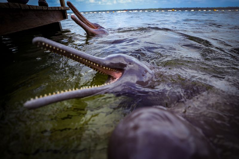 <div class='credito_fotos'>Foto: Bruno Cruz / Agência Pará | <a href='/midias/2024/originais/20917_6ef31111-ada4-7f55-512e-dae282279e20.jpg' download><i class='fa-solid fa-download'></i> Download</a></div>