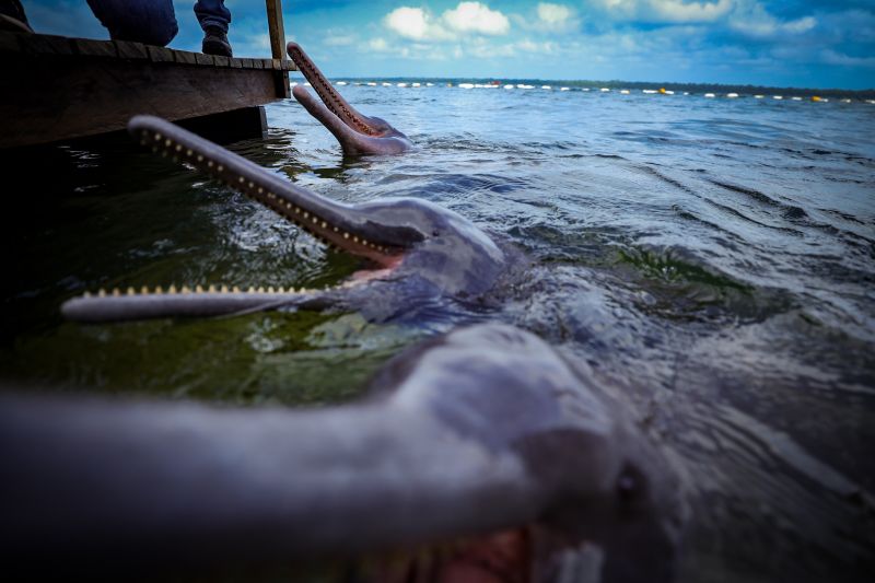<div class='credito_fotos'>Foto: Bruno Cruz / Agência Pará | <a href='/midias/2024/originais/20917_6fea7086-c5ab-0c8c-51ab-65bc45dd3554.jpg' download><i class='fa-solid fa-download'></i> Download</a></div>