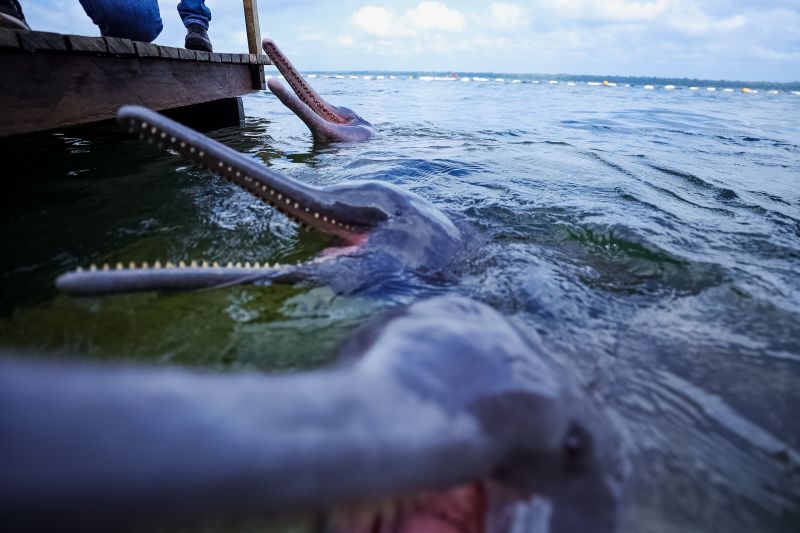 <div class='credito_fotos'>Foto: Bruno Cruz / Agência Pará | <a href='/midias/2024/originais/20918_33cb1f15-fe16-ab6b-d903-0b4430896989.jpg' download><i class='fa-solid fa-download'></i> Download</a></div>