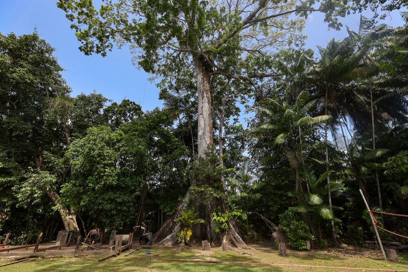  <div class='credito_fotos'>Foto: Bruno Cruz / Ag. Pará &nbsp;&nbsp;|&nbsp;&nbsp; <a href='/midias/2024/originais/21366_08179170-f284-bbc7-7c5d-588989f0d6bc.jpg' download><i class='fa-solid fa-download'></i> Download</a></div>