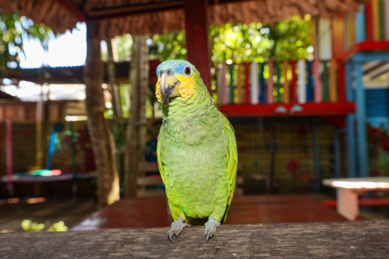  <div class='credito_fotos'>Foto: Bruno Cruz / Ag. Pará &nbsp;&nbsp;|&nbsp;&nbsp; <a href='/midias/2024/originais/21366_6aabd9b2-3a68-4c16-adcf-e642a68f0bfd.jpg' download><i class='fa-solid fa-download'></i> Download</a></div>