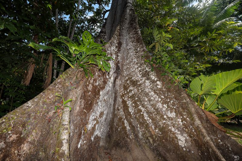  <div class='credito_fotos'>Foto: Bruno Cruz / Ag. Pará &nbsp;&nbsp;|&nbsp;&nbsp; <a href='/midias/2024/originais/21366_85c487eb-79e1-2a75-fb0b-a950ac87a920.jpg' download><i class='fa-solid fa-download'></i> Download</a></div>