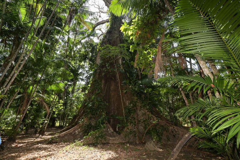  <div class='credito_fotos'>Foto: Bruno Cruz / Ag. Pará &nbsp;&nbsp;|&nbsp;&nbsp; <a href='/midias/2024/originais/21366_b8d19c43-e55c-c9e0-4bae-7e6d3954602d.jpg' download><i class='fa-solid fa-download'></i> Download</a></div>