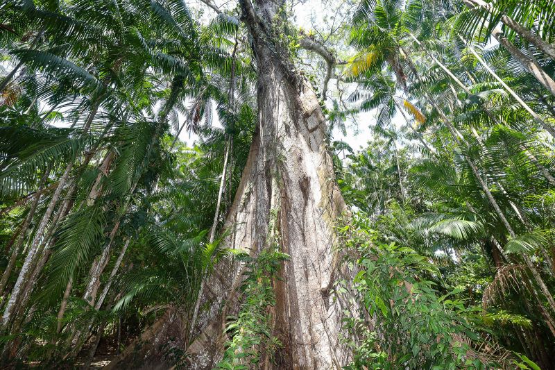  <div class='credito_fotos'>Foto: Bruno Cruz / Ag. Pará &nbsp;&nbsp;|&nbsp;&nbsp; <a href='/midias/2024/originais/21366_d3c04151-cf52-f019-7d60-633ee929238a.jpg' download><i class='fa-solid fa-download'></i> Download</a></div>