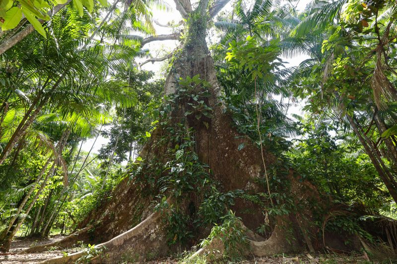  <div class='credito_fotos'>Foto: Bruno Cruz / Ag. Pará &nbsp;&nbsp;|&nbsp;&nbsp; <a href='/midias/2024/originais/21366_de802767-1fb4-65f5-e6af-f90d5275fa92.jpg' download><i class='fa-solid fa-download'></i> Download</a></div>