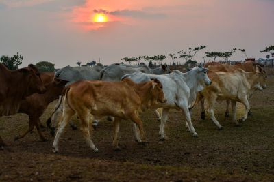 galeria: ADEPARÁ - Pecuária - FAZENDA RIACHO - PARAGOMINAS