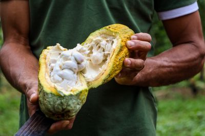 notícia: Pará é autossuficiente na produção de sementes de cacau com sustentabilidade