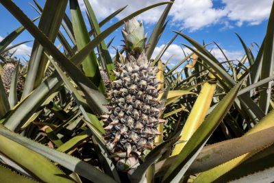 notícia: Dia de Campo da Colheita do Abacaxi, neste sábado (27), celebra agricultura familiar em Concórdia do Pará