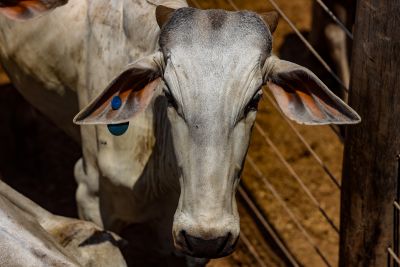 notícia: A partir de 1º de janeiro só poderão transitar no Estado bovinos e bubalinos com identificação individual e GTA em dia