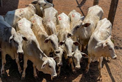 notícia: Pará realiza primeira exportação de carne bovina com rastreabilidade individual