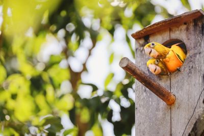 notícia: Ararajubas nascidas no Parque Estadual do Utinga renovam esperança para conservação da espécie na Grande Belém