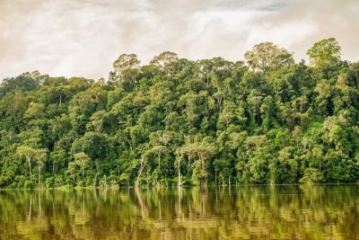 notícia: Pará registra queda de 19% em alertas de desmatamento em áreas florestais 