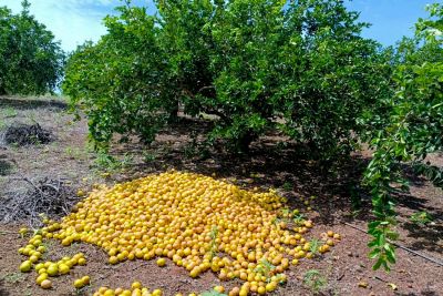 notícia: Expansão e qualidade da citricultura resulta do trabalho preventivo executado pela Adepará