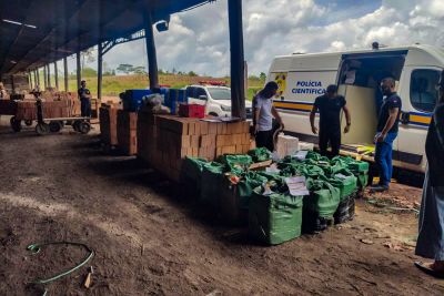 notícia: Polícia Civil incinera mais de 90 quilos de entorpecentes, no município de Moju