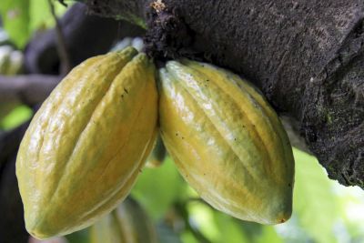 notícia: Dois produtores do Pará participam da disputa do melhor cacau do mundo