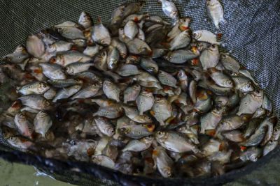 notícia: Semas alerta sobre o período de defeso e prevenção à pesca predatória
