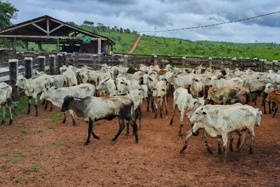 notícia: Pequenos pecuaristas são beneficiados pela Emater com doação de gado