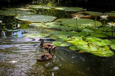 notícia: Biólogo do Mangal realiza pesquisa sobre a reprodução de marrecas 