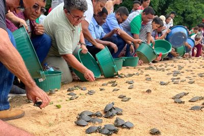 notícia: Ação integrada devolve ao habitat natural quase 7 mil quelônios na APA Lago de Tucuruí