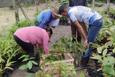 notícia: Comunidades quilombolas de Gurupá recebem cerca de 16 mil mudas para fomentar agricultura familiar sustentável