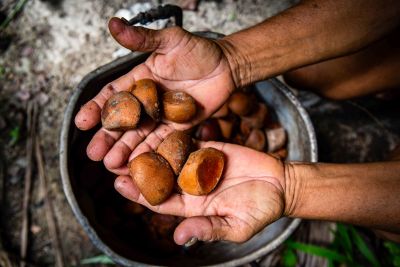 notícia: Estado investe na produção rural e no turismo nas ilhas do Combu e de Cotijuba