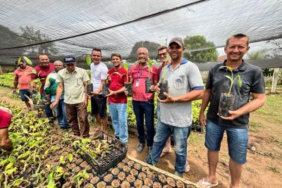 notícia: Sedap repassa 110 mil mudas de bananas mais resistentes às Regiões de Integração 